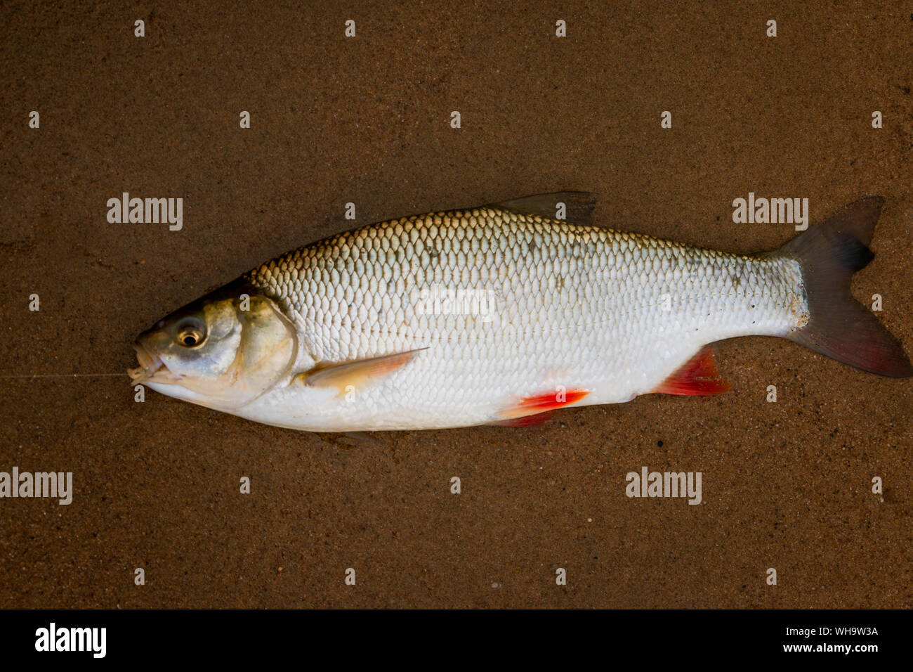 La pêche et la capture d'un lecteur IDE ou ide mélanote dans la rivière de l'IJssel, l'EDI (Leuciscus idus) ou ide mélanote, est un poisson d'eau douce. Banque D'Images