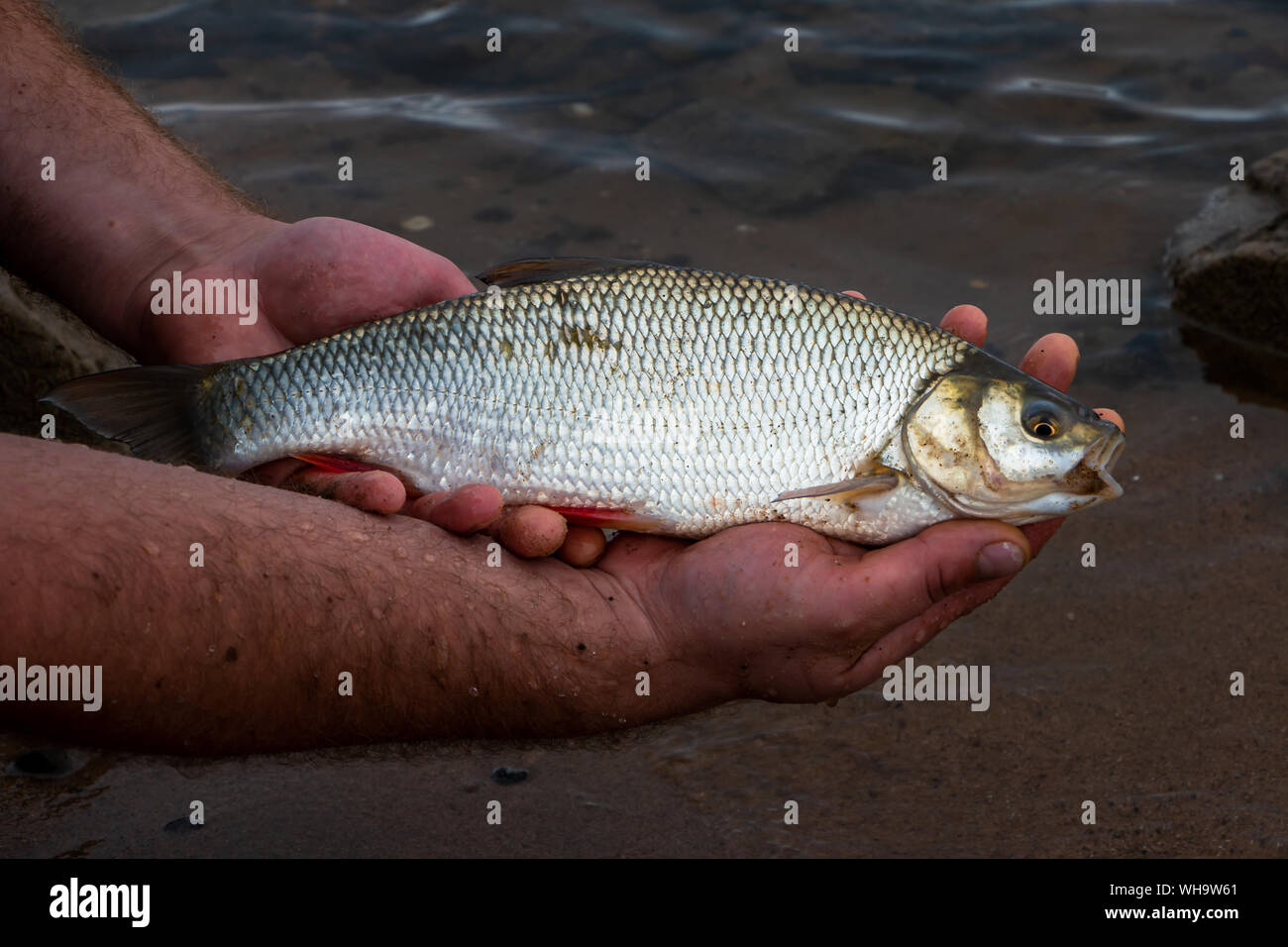 La pêche et la capture d'un lecteur IDE ou ide mélanote dans la rivière de l'IJssel, l'EDI (Leuciscus idus) ou ide mélanote, est un poisson d'eau douce. Banque D'Images