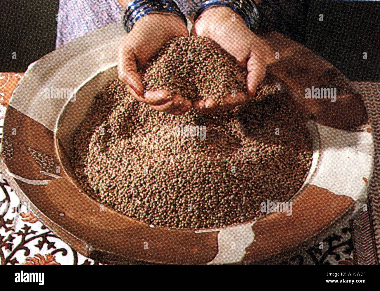 Graine de coriandre Banque D'Images