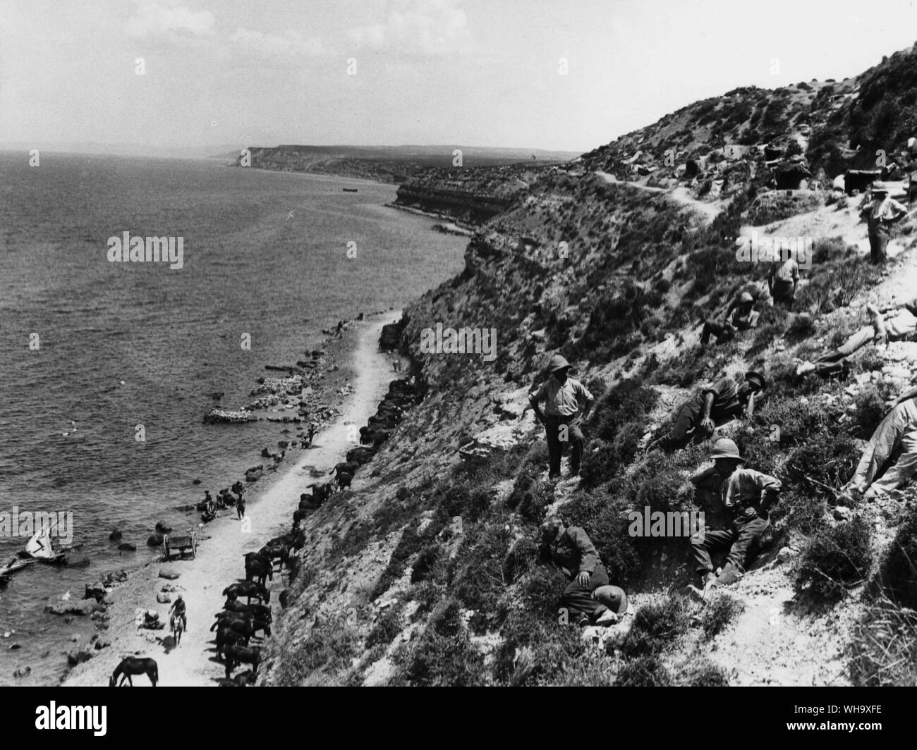 WW1 : piquet de chevaux sur la route de la plage entre le Cap Helles et Gully ravin. Banque D'Images