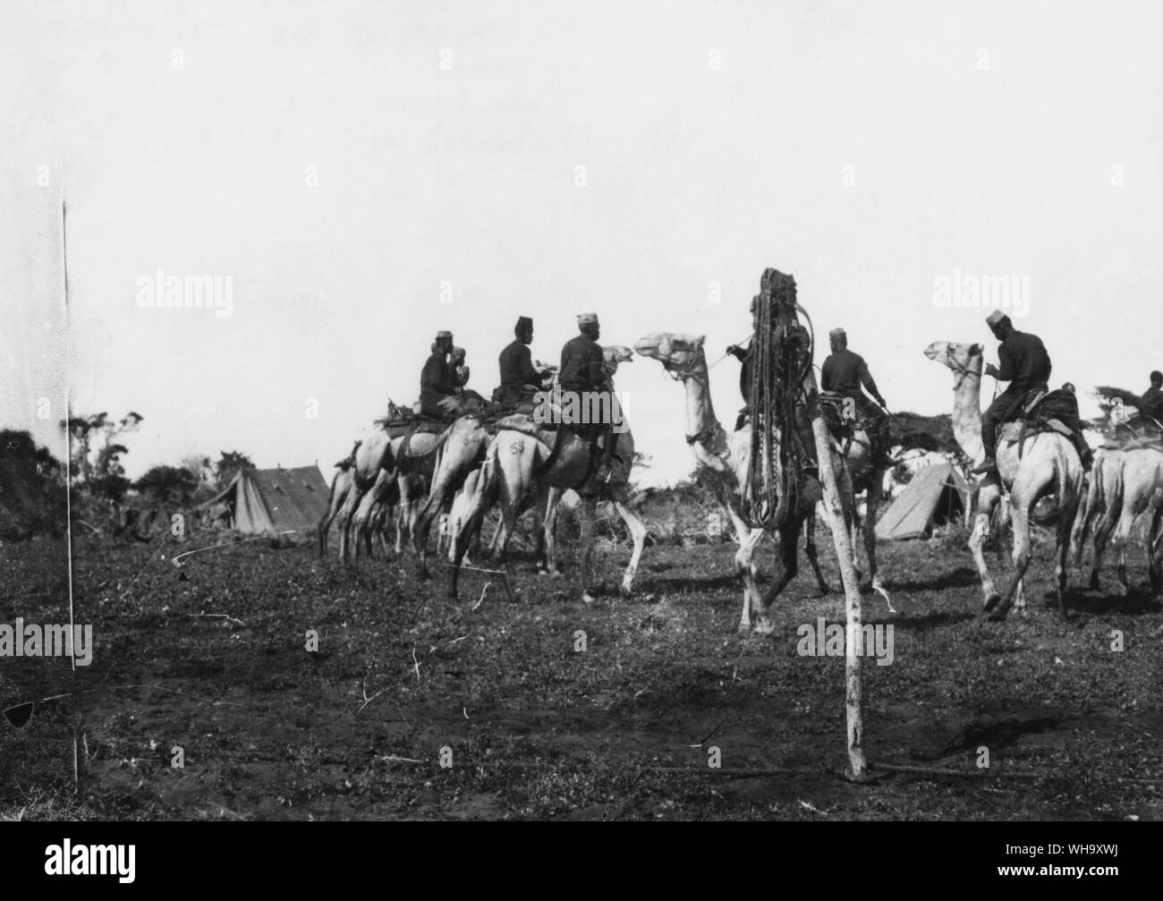 WW1 : F Company, 3e King's African Rifles, seule entreprise du régiment pour être montés sur des chameaux. Prises entre 1912 et 1914. Dissous APRÈS LA PREMIÈRE GUERRE MONDIALE. Banque D'Images