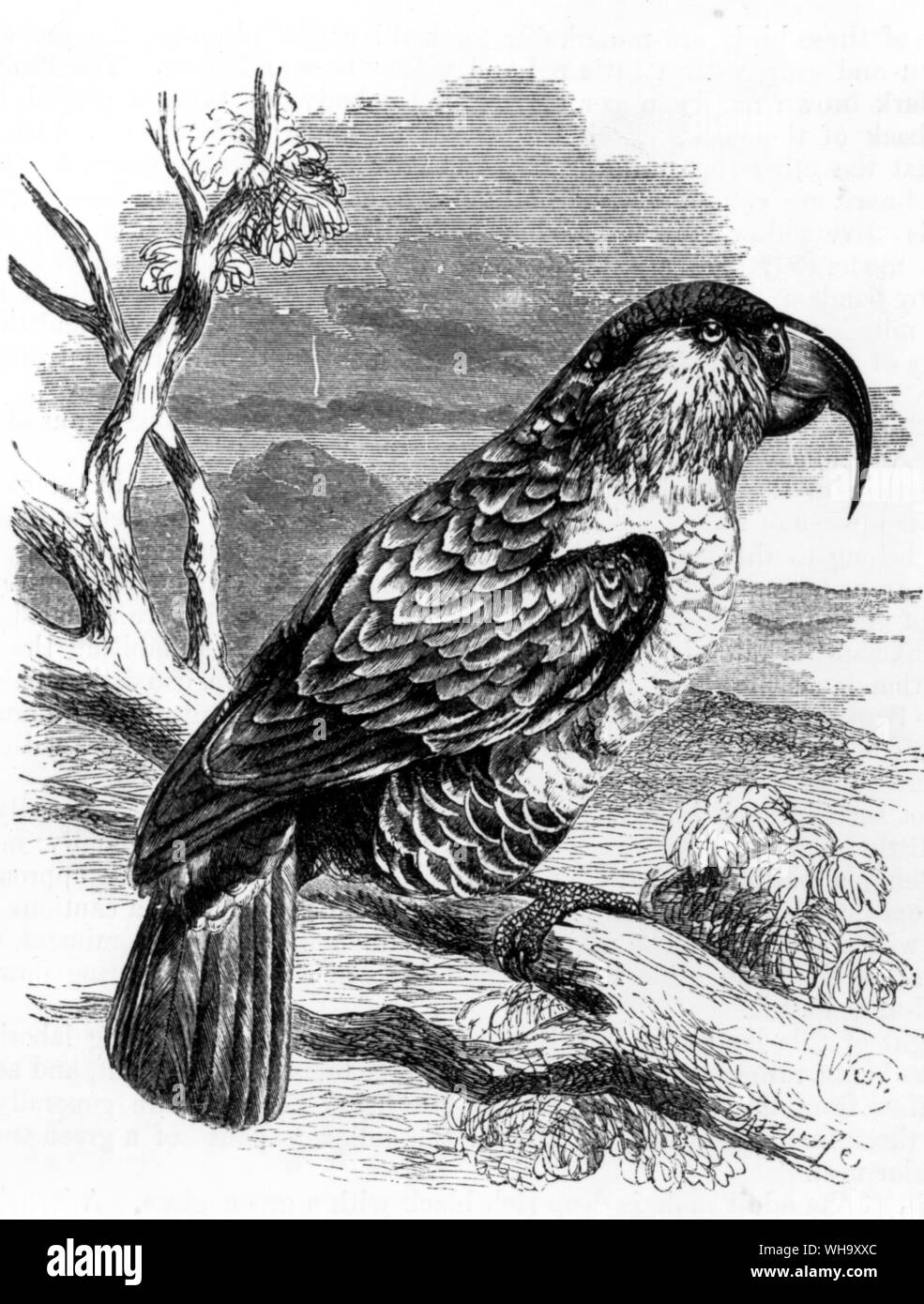 Le Norfolk Island Kaka (Nestor meridionales roductus). Le dernier membre de la race est mort en captivité à Londres quelques temps après 1851 Banque D'Images