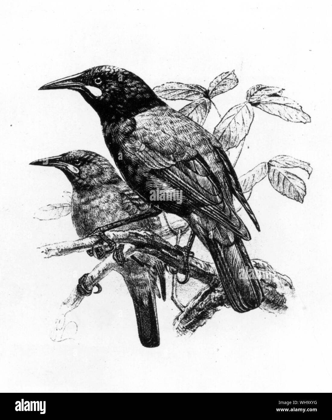 Saddlebacks (Philesturnus carunculatus). Cette espèce de Nouvelle-Zélande était autrefois commun sur le continent mais le Nord et l'île du Sud maintenant survivre uniquement sur les courses des sanctuaires de l'île au large. Gravure d'après un dessin de J.G. Keulemans de W.I. Buller Histoire des oiseaux de Nouvelle-Zélande (Wellington, 1882) Banque D'Images