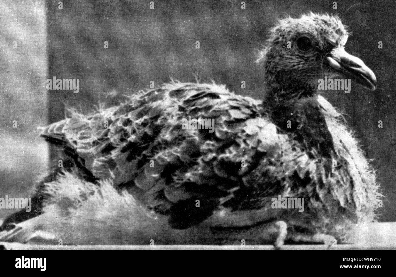 Chick de la tourte - longueur d'oiseaux adultes 40cm (16in) Banque D'Images