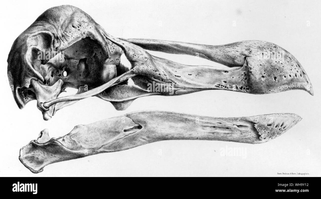 D'un côté du crâne de dodo. Lithographies de S.E. Strickland et A.G. Melville, le Dodo et sa famille (Londres, 1848) - longueur de 100cm (3ft 3in) Banque D'Images