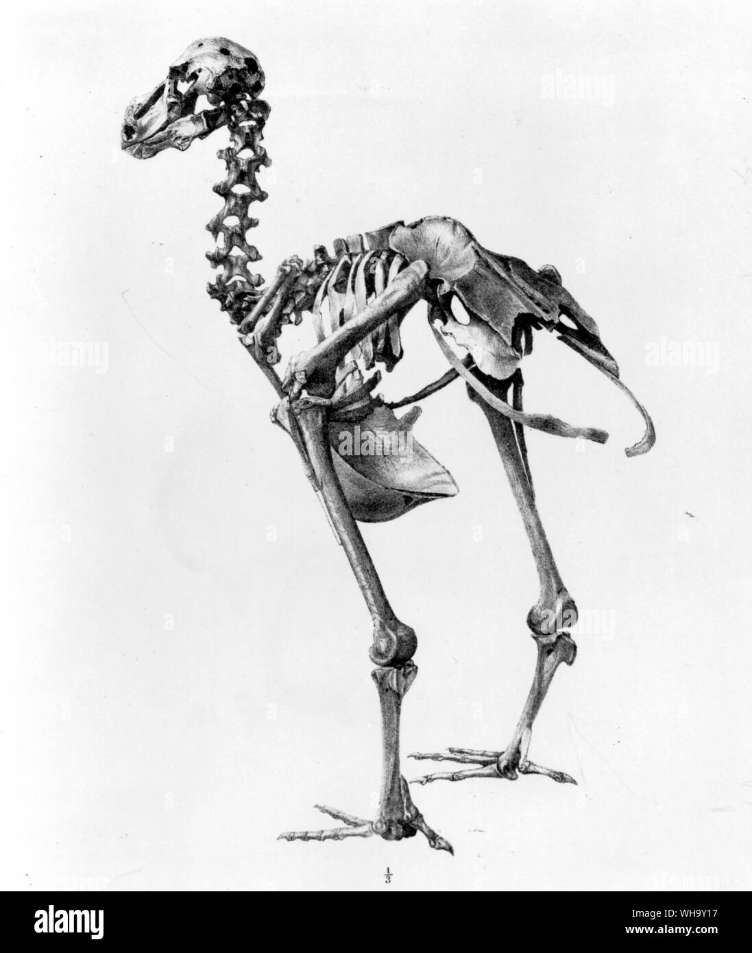 Arrière (gauche) et de côté (à droite) vue sur un squelette de dodo. Lithographies de James (Erxleben dans les transactions de la Société zoologique de Londres, tome 7. (1871) Banque D'Images