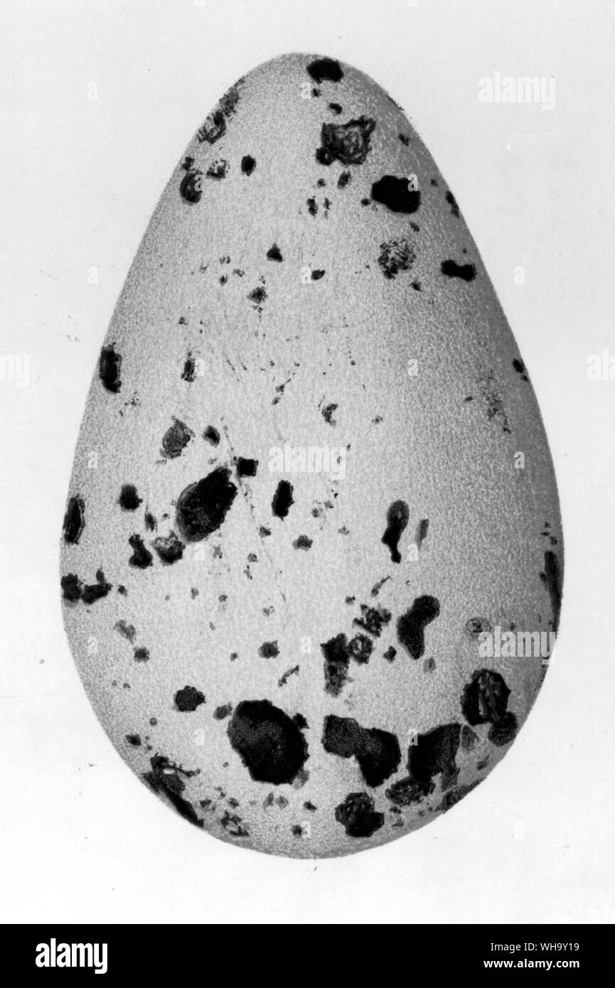 Les œufs de la Grand Pingouin (la moitié de la taille naturelle). Lithographies de S. Grieve's Le Grand Pingouin ou Garefowl (Édimbourg, 1885). Banque D'Images