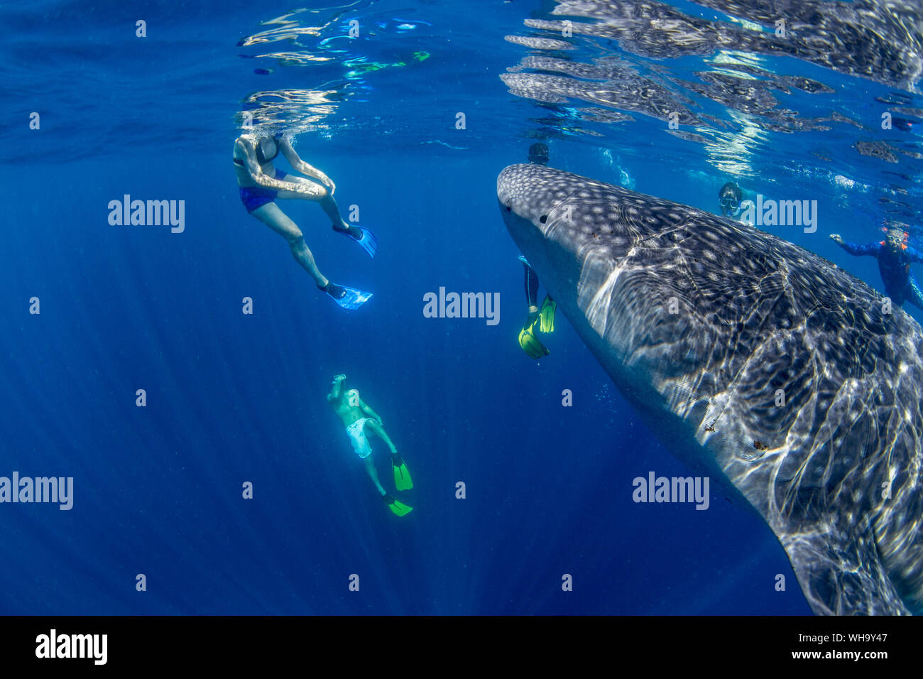Les touristes en apnée avec un requin-baleine (Rhincodon typu ) dans le ...