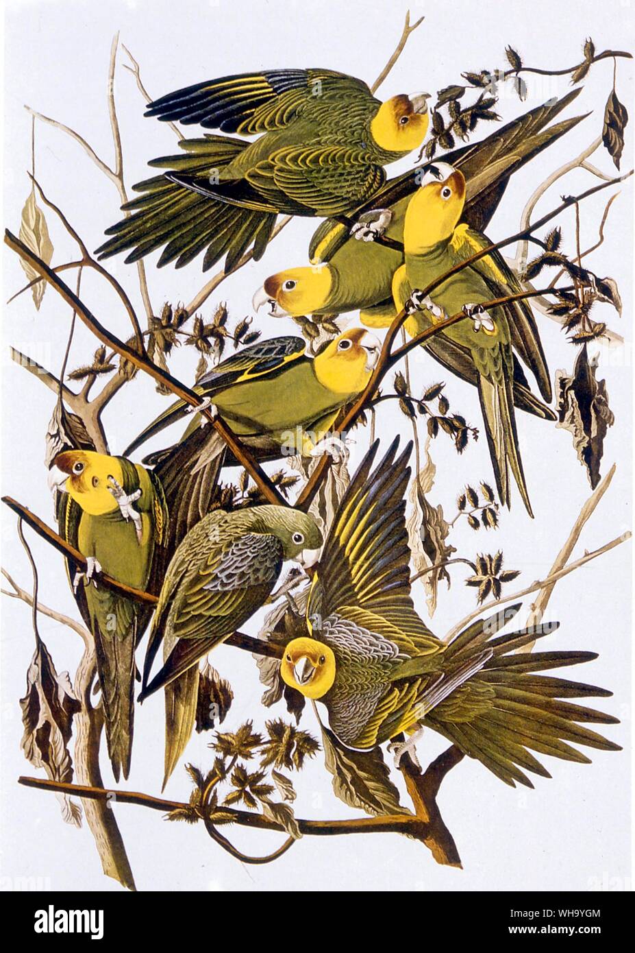 Carolina perruches. L'aquatinte par J.J. Audubon et R. Havall d'Audubon's les plus jeunes oiseaux d'Amérique (Londres, 1827-38), pl.26. - Longueur de 30cm (12in) Banque D'Images