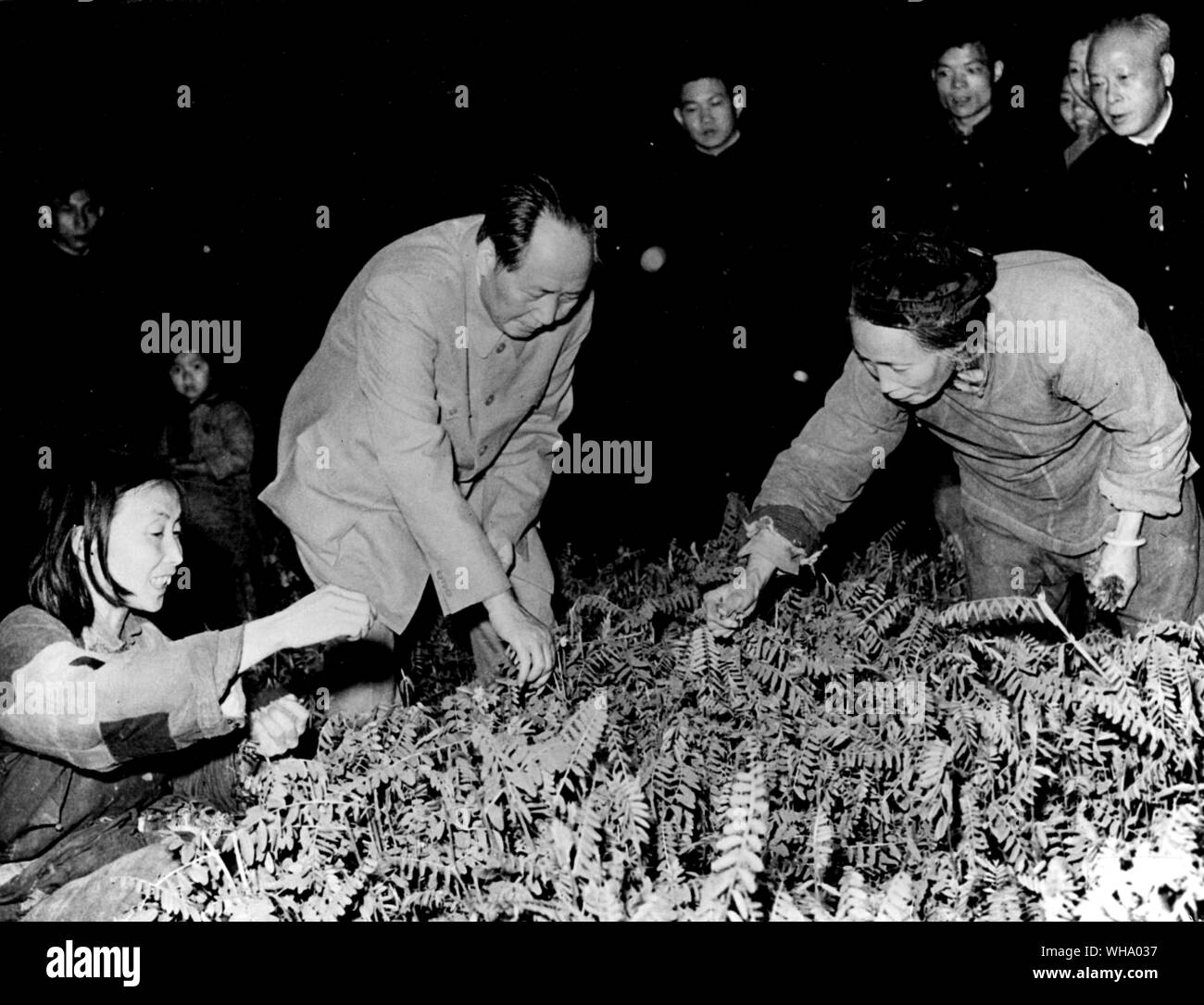 Chine : Mao Tse-Tung aide à choisir des légumes. Le président de la Chine communiste sur un récent voyage à la première Lotus Province, rejoint par les travailleuses, qui cueillaient les légumes. Banque D'Images