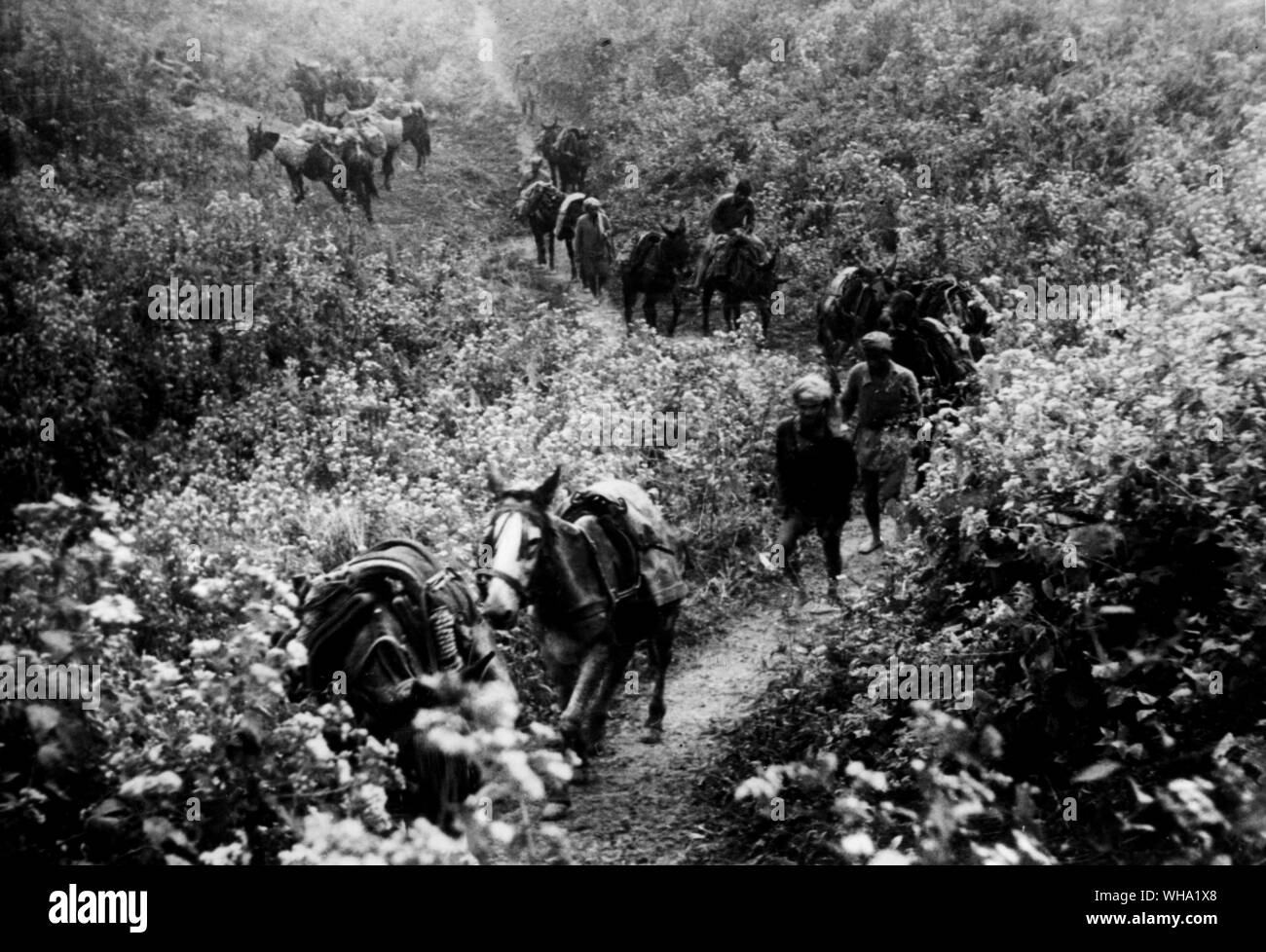 WW2 : une voie nouvelle-taillées par Virgin pays ; mule transporte de maintenir l'approvisionnement de l'aide en Birmanie (date de publication 29 mars 1943). Banque D'Images