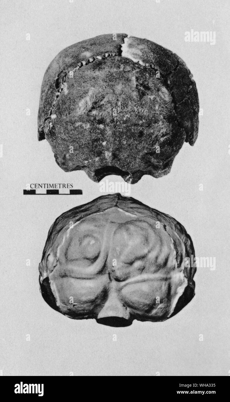 L'homme fossile, l'Homo sapien. Crâne Swanscombe (vue du dos avec la fonte de la cavité du cerveau ci-dessous), à partir de 100ft terrasse de la Thames, Swanscombe, Kent. Banque D'Images