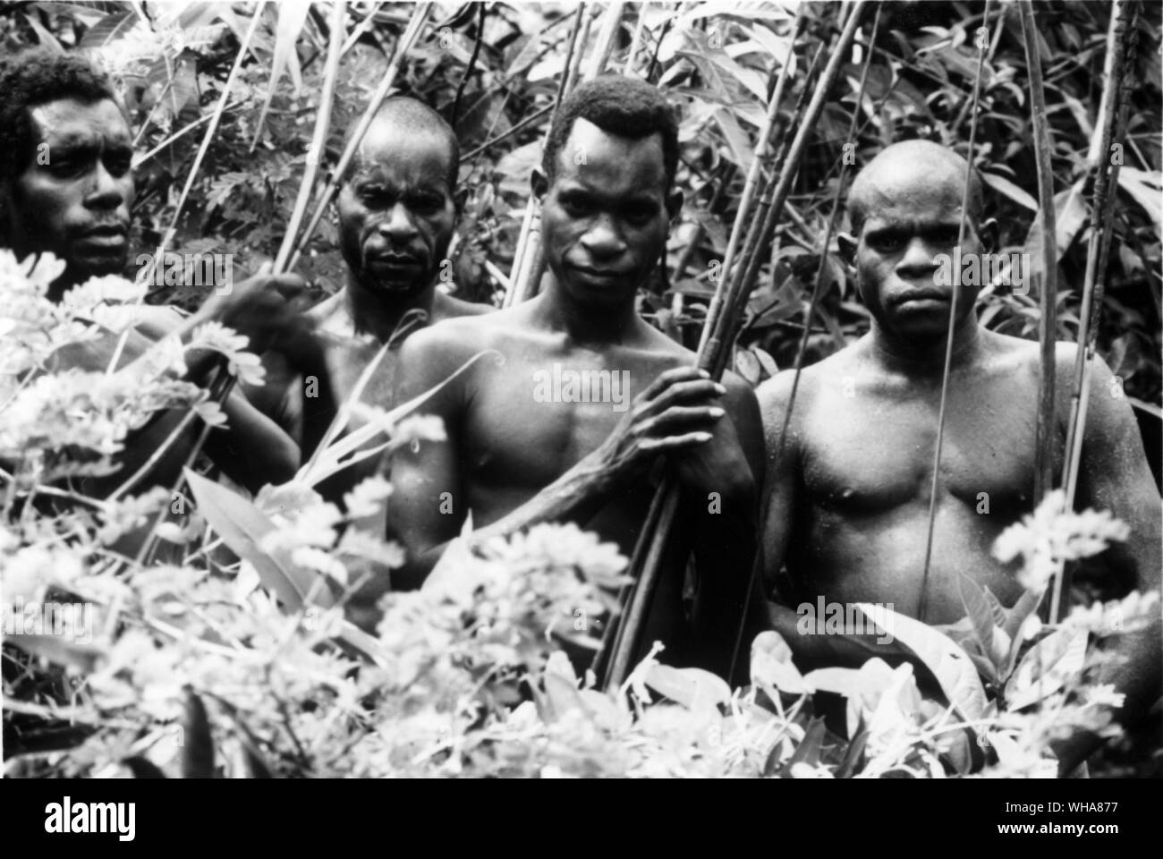 Tribu Asmat Irian Ouest. Asmat est probablement la plus connue dans la tribu de Papouasie (anciennement Irian Jaya). Ils devenu célèbre non seulement grâce à leurs pratiques de chasse de tête dans le passé, mais aussi à cause de leur idées uniques et magnifiques dessins dans la sculpture sur bois... Le nom vient probablement du la plupart des mots comme Asmat Akat, qui, selon les gens Asmat signifie le droit l'homme. En outre, il est également dit que Asmat vient du mot qui signifie homme Osamat d'arbre. L'Asmat voisins de l'ouest, l'Mimika, toutefois, demander le nom est dérivé de leur mot pour la tribu- manue, signifiant homme Banque D'Images