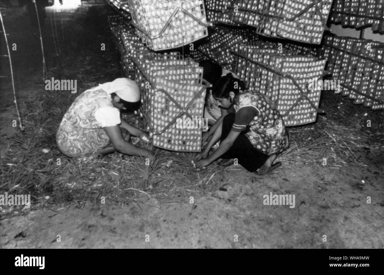 La production de soie. Les cocons Banque D'Images