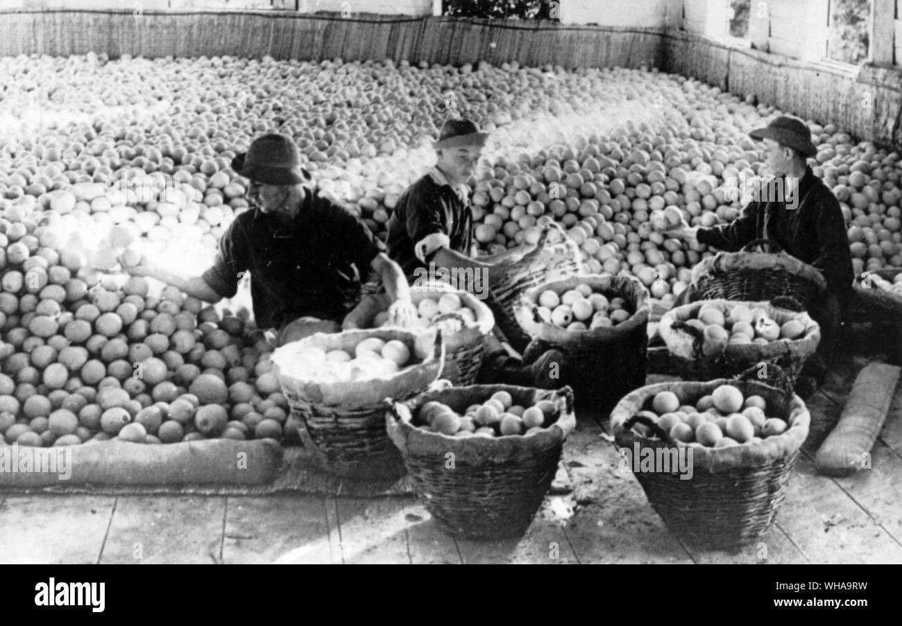 Les oranges de Jaffa d'Emballage 1895. Israël Banque D'Images