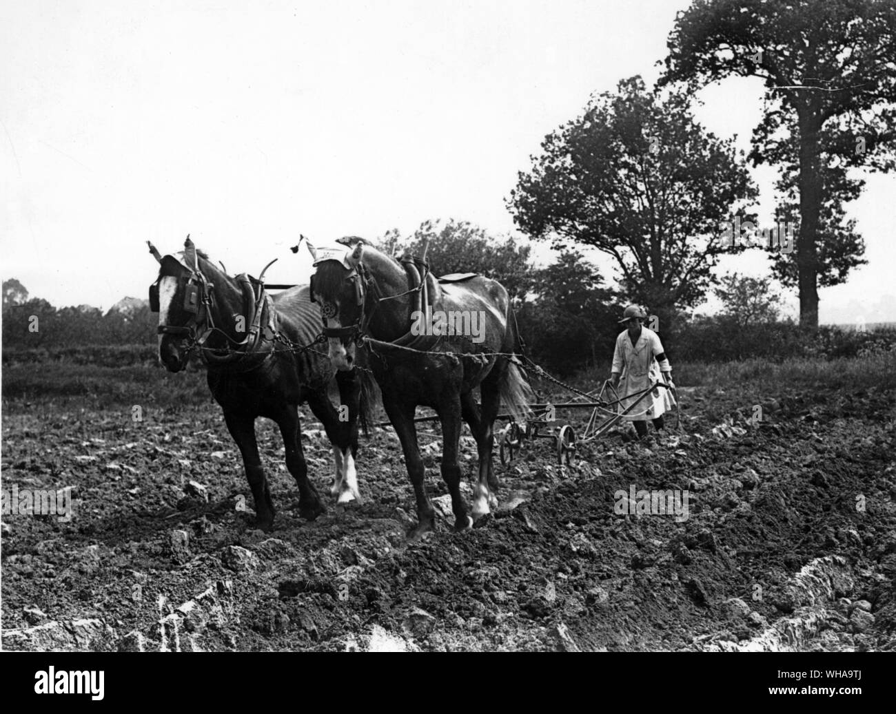 Ridge dans le labourage des champs de pommes de terre Banque D'Images