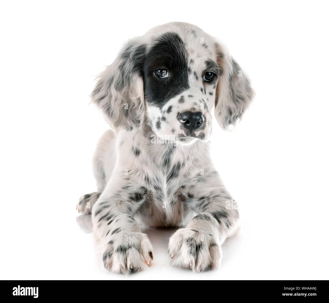 Chiot setter anglais in front of white background Photo Stock - Alamy