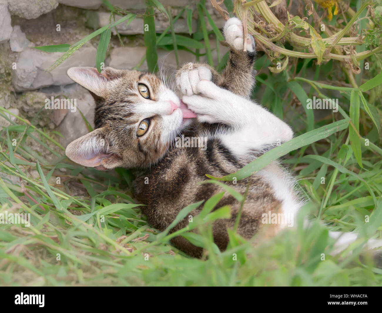 Chat mignon chaton, brown tabby avec blanc, couché dans un jardin sur  l'herbe verte et lécher ses pieds et jambes, toilette elle-même avec la  langue Photo Stock - Alamy