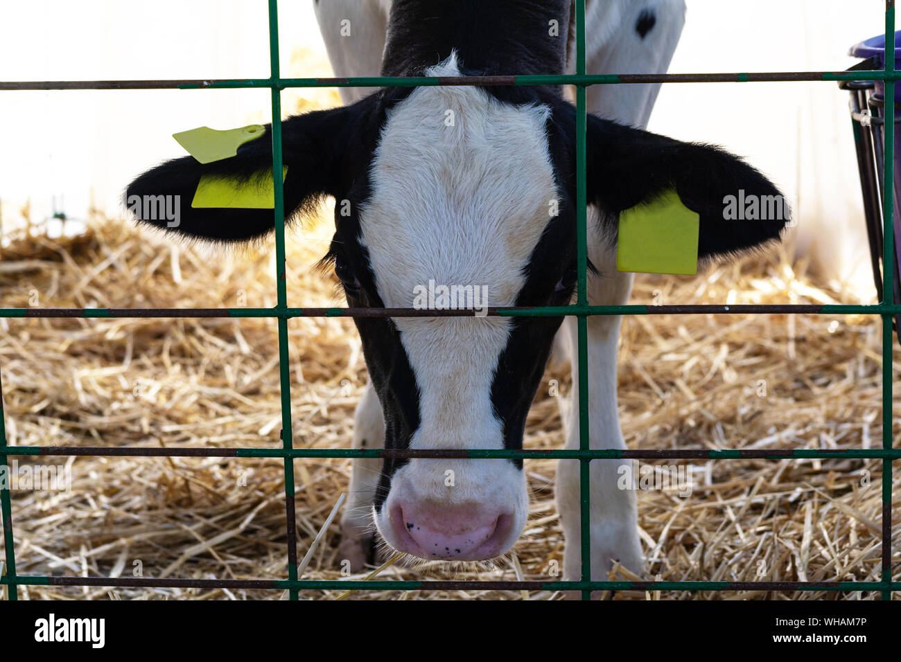 Jeune veau (génisse) dans la région de white calf-chambre d'exploitation. Concept de protection des animaux Banque D'Images