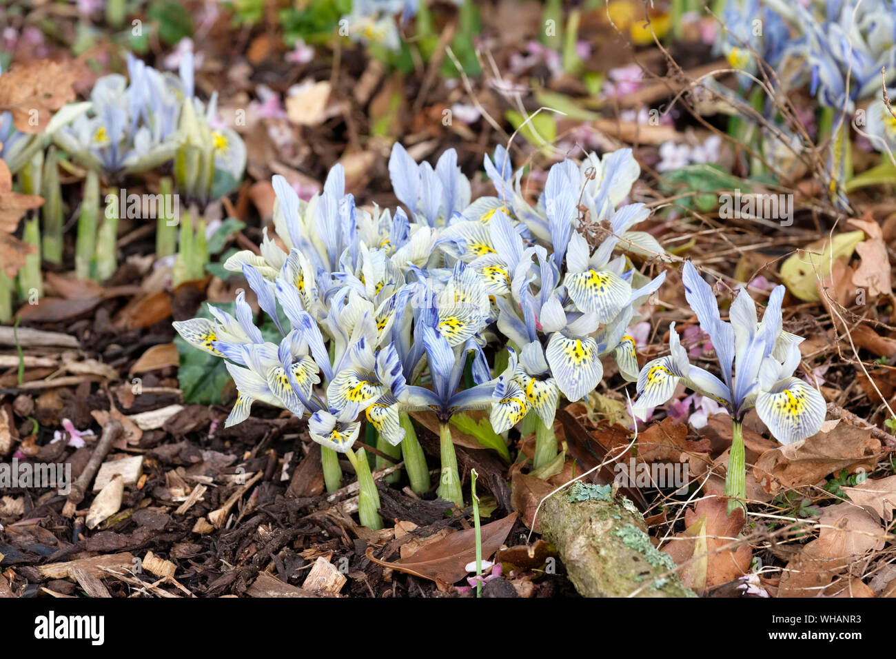 Fleurs bleu pâle de Dwarf Iris reticulata 'Katharine Hodgkin', 'Iris Katharine Hodgkin' au début du printemps Banque D'Images