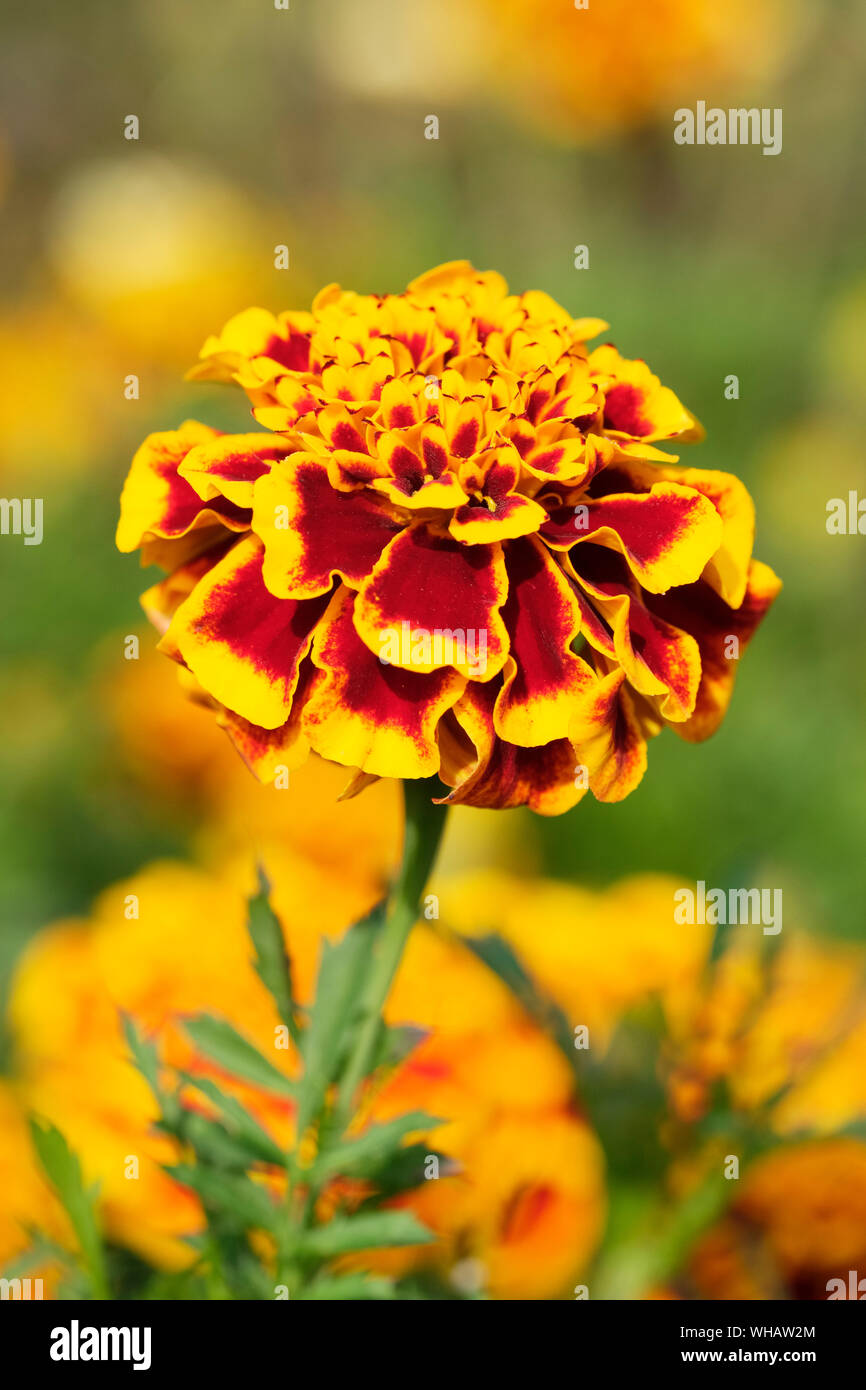 Close-up of single bicolor orange et rouge profond de la fleur 'Colosse' Marigold, Tagetes patula 'Colosse', oeillet d'Inde 'Colosse". Banque D'Images