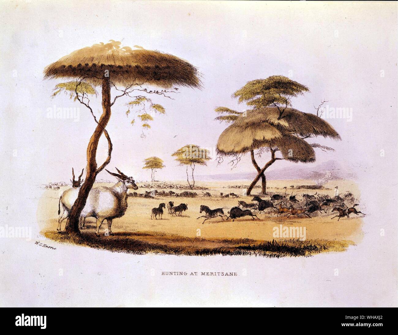 Sport sauvage de l'Afrique australe à Meritsane la chasse. L'aventure africaine - une histoire de l'Afrique de l'Explorers par Timothy Severin, page 171. Banque D'Images