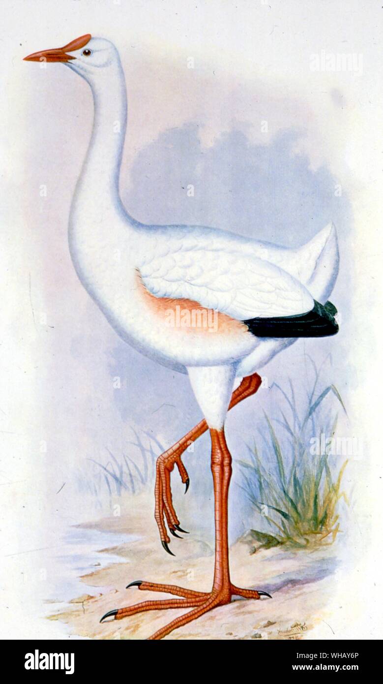 Leguatia Gigantea : un oiseau imaginaire. Oiseaux éteintes par Errol Fuller page 242. Une étude des espèces d'oiseaux disparues récemment avec des couleurs et des illustrations en noir et blanc. Banque D'Images