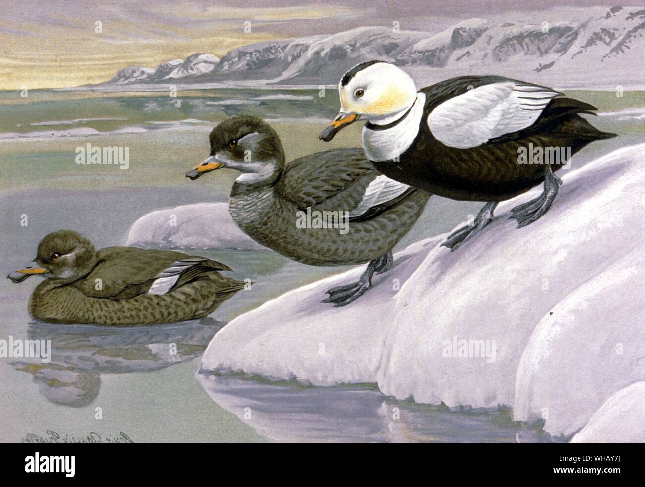 Canards du Labrador. Oiseaux éteintes par Errol Fuller page 47. Une étude des espèces d'oiseaux disparues récemment avec des couleurs et des illustrations en noir et blanc. Banque D'Images