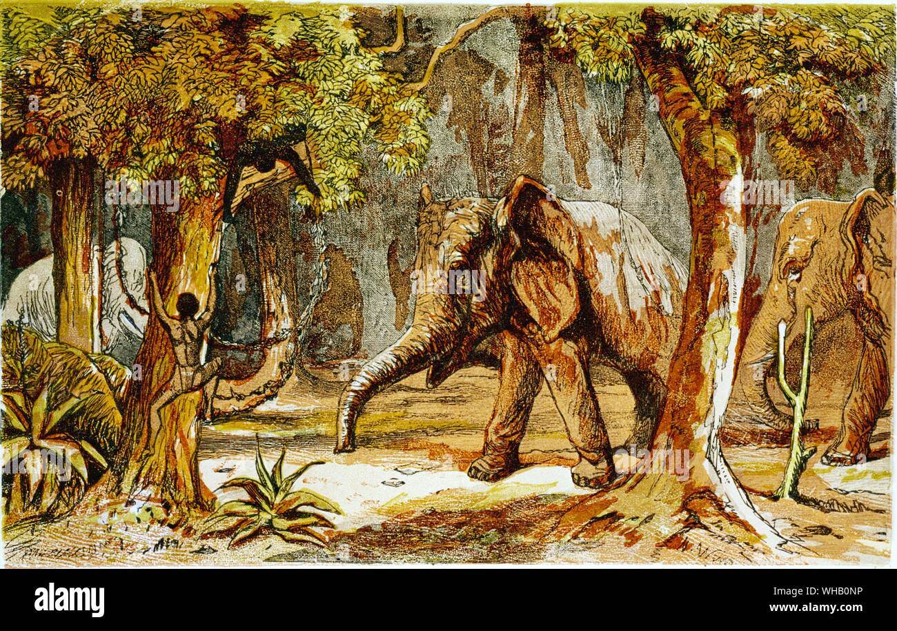 Tree'd par les éléphants - 1855. illustration de scènes sportives parmi les Kaffirs d'Afrique du Sud. par Alfred W. Drayson. Banque D'Images
