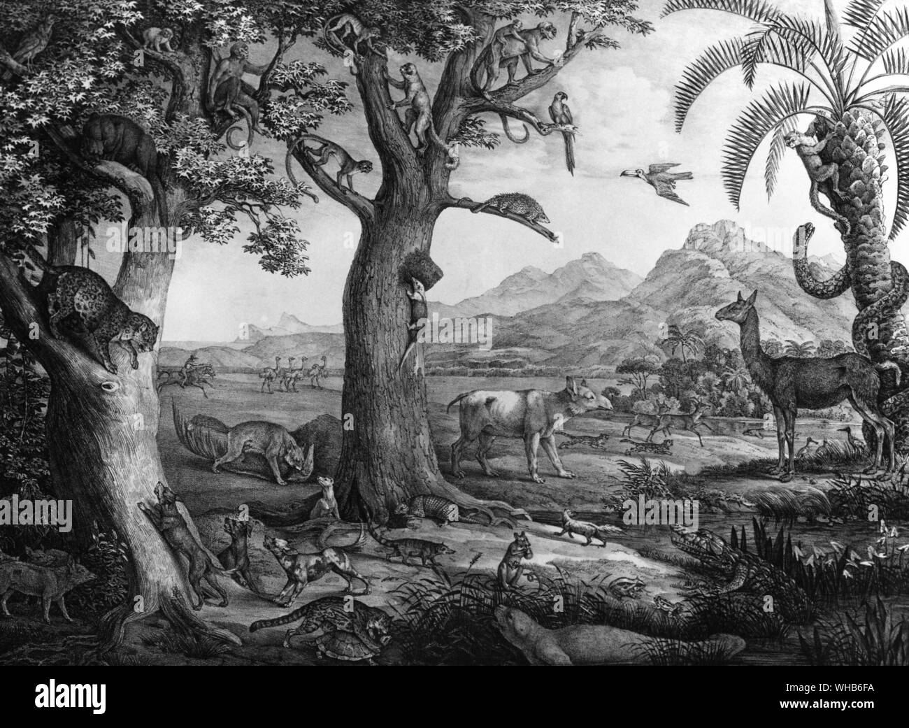 Animaux de la forêt brésilienne d'Atlas sur reise Brasilien Banque D'Images