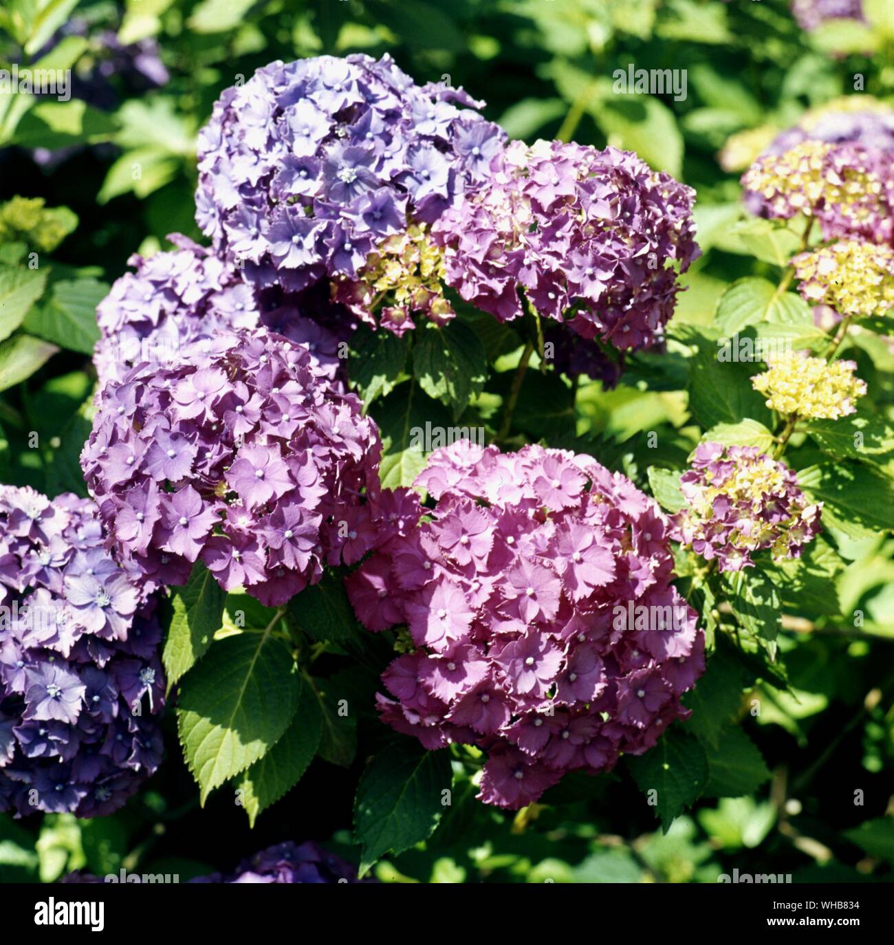 L'Hydrangea macrophylla Parcival . Banque D'Images