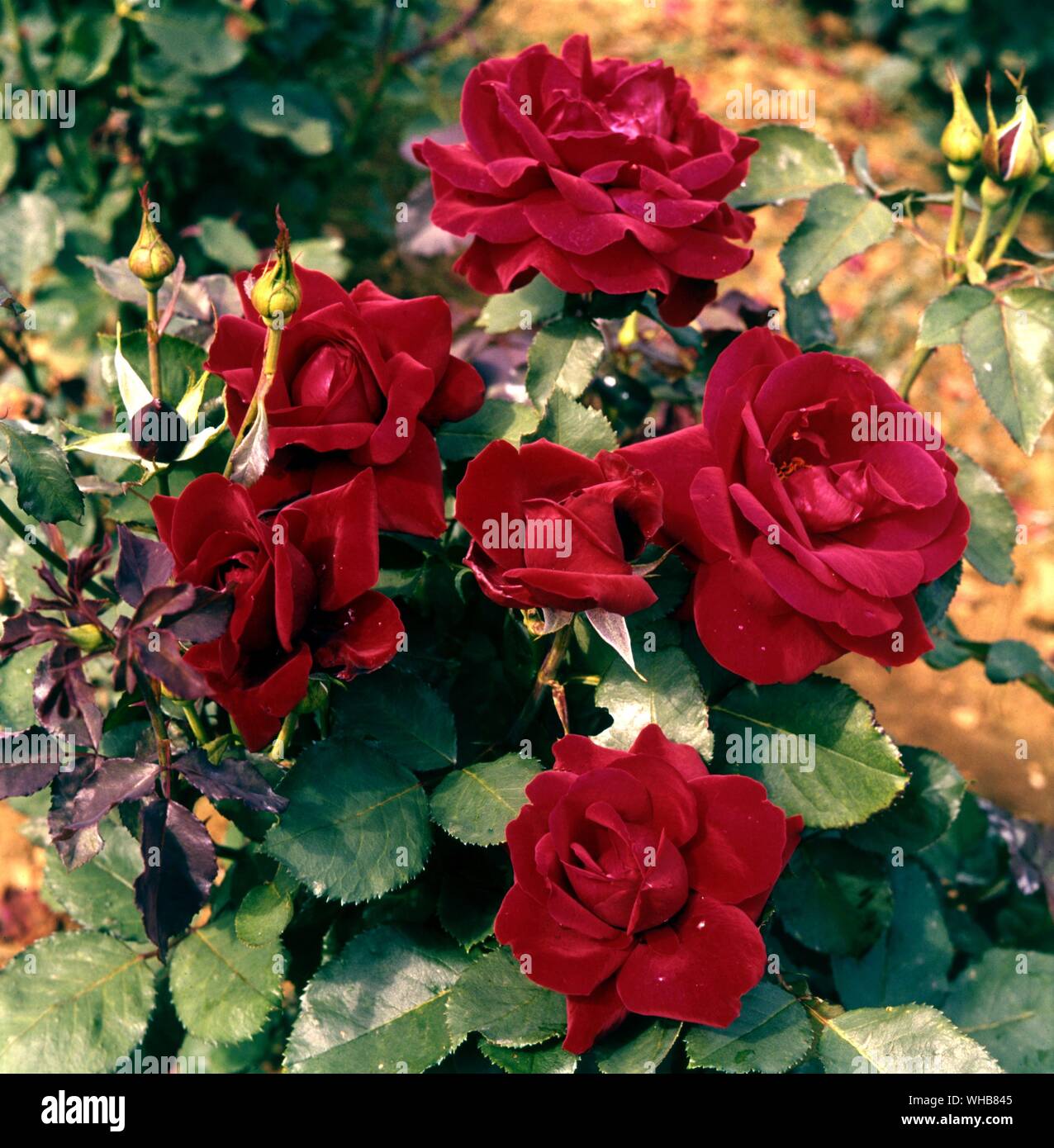 Champs Elysées Hybrid Tea Rose - Polyanthes tuberosa. Banque D'Images