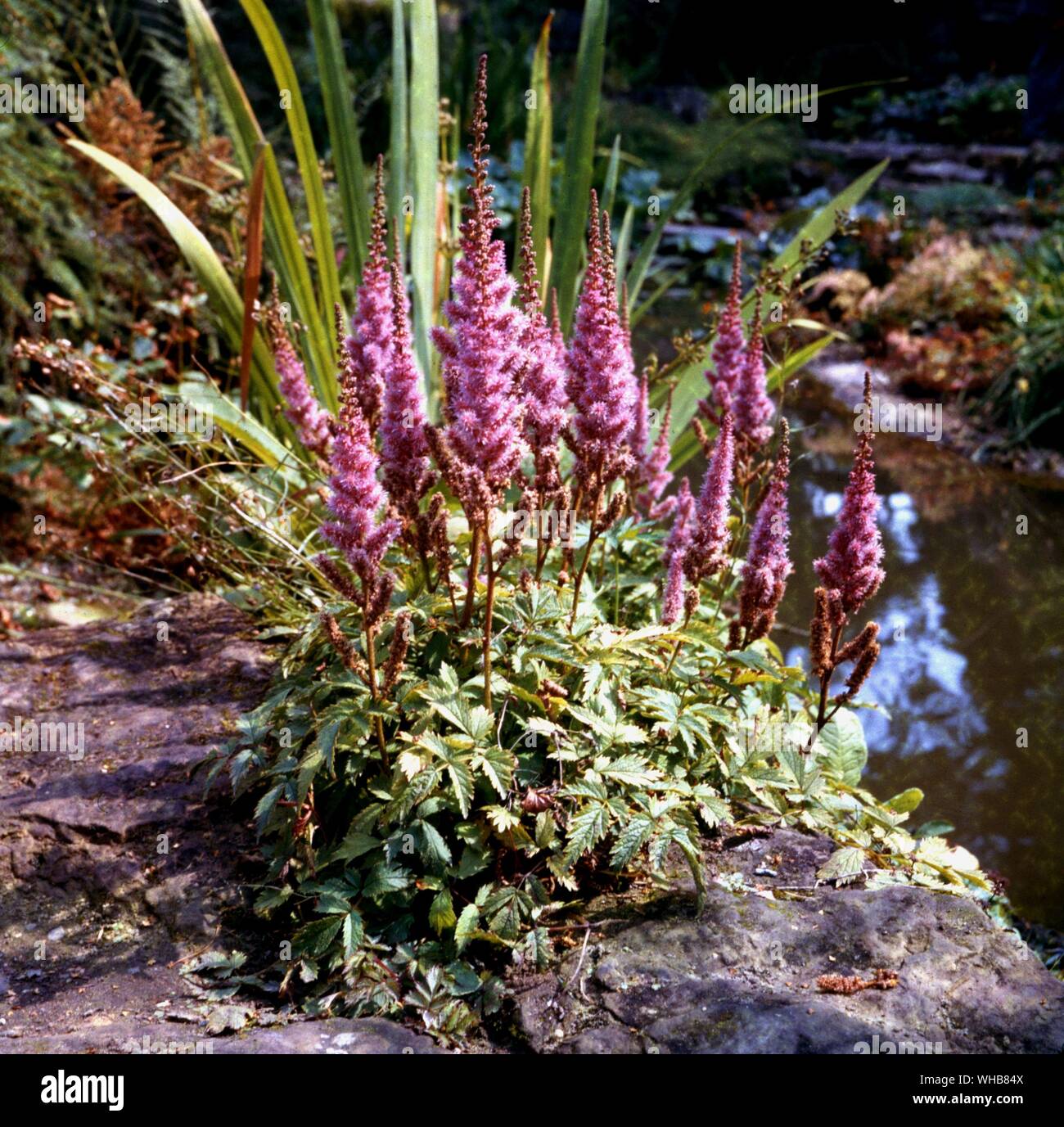 Astilbe chinensis. Banque D'Images