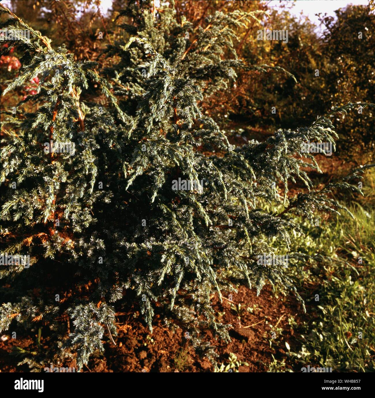 Juniperus Squamata Keyan. Banque D'Images