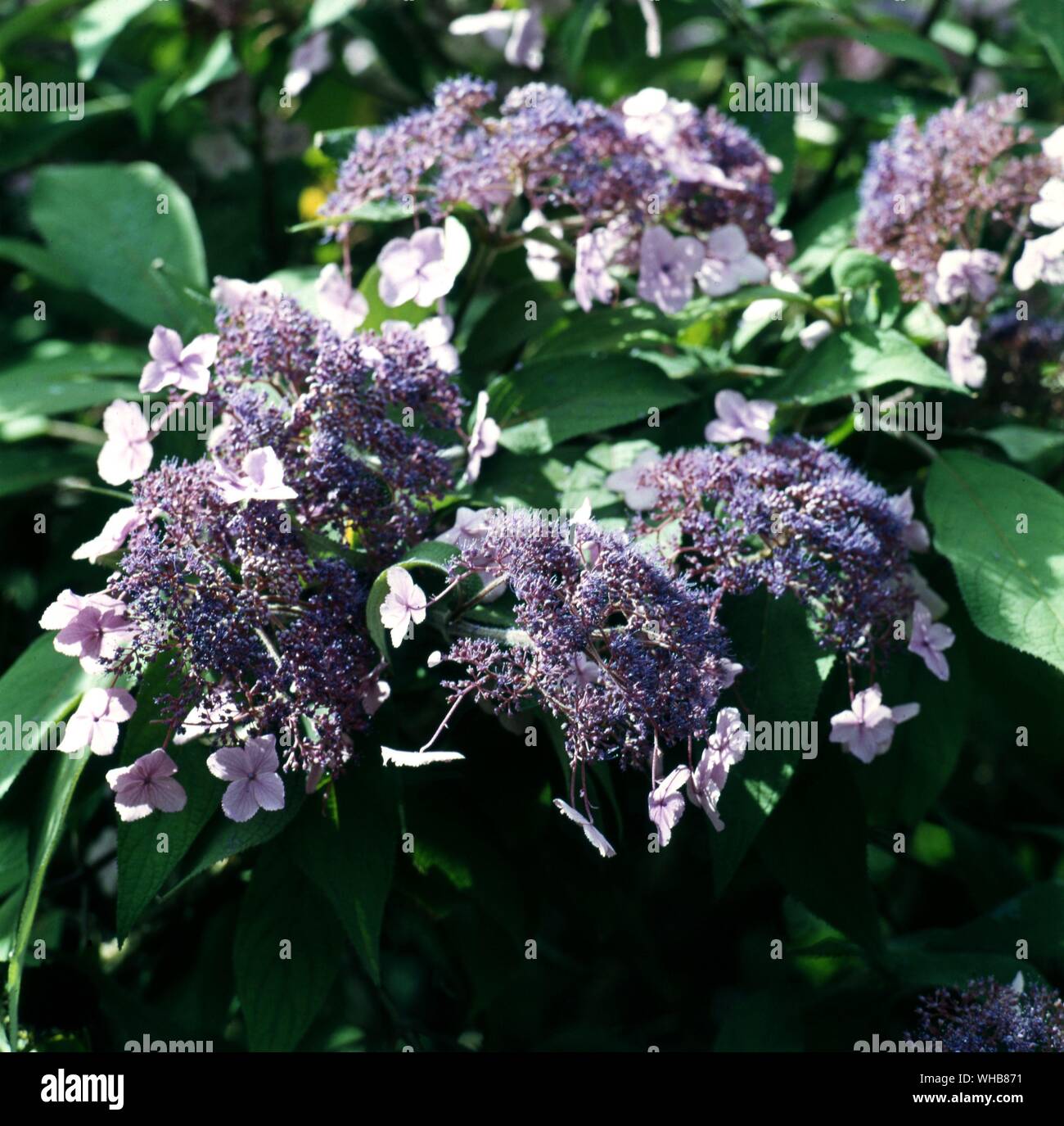 Hydrangea Aspera Villosa Stock Photos Hydrangea Aspera Villosa