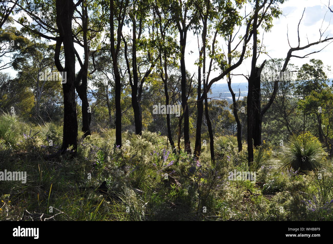 Forêt d'Eucalyptus après le brûlage dirigé pour la lutte contre l'incendie, Whistlepipe Gully à pied, Parc Régional de Mundy, collines de Perth, Australie occidentale Banque D'Images