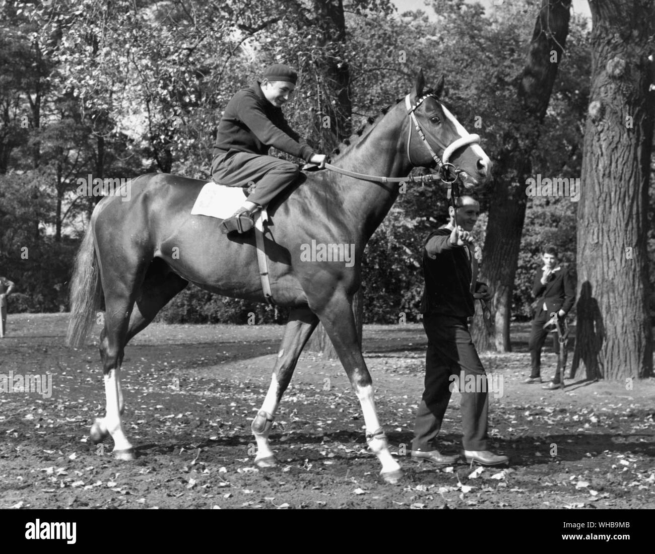 Imperial , célèbre pur sang anglais a pris sa retraite de la course pour se reproduire en Hongrie. Photo par Laszlo Miko Banque D'Images