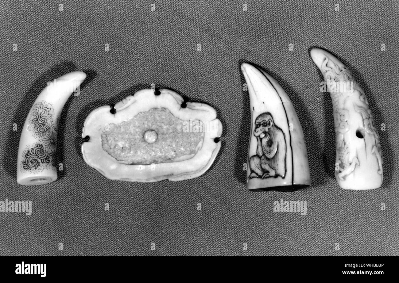 Artéfacts chinois : De gauche à droite - Whale tooth . section de défense de morse . peut-être un tigre dent dent . d'un mammifère marin montrant le trou de cordon pour une utilisation comme un netsuke. W W Winkworth. Banque D'Images