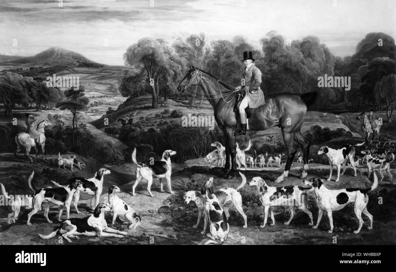 M. Ralph Lambton dans son hunter avec ses chiens. . Banque D'Images