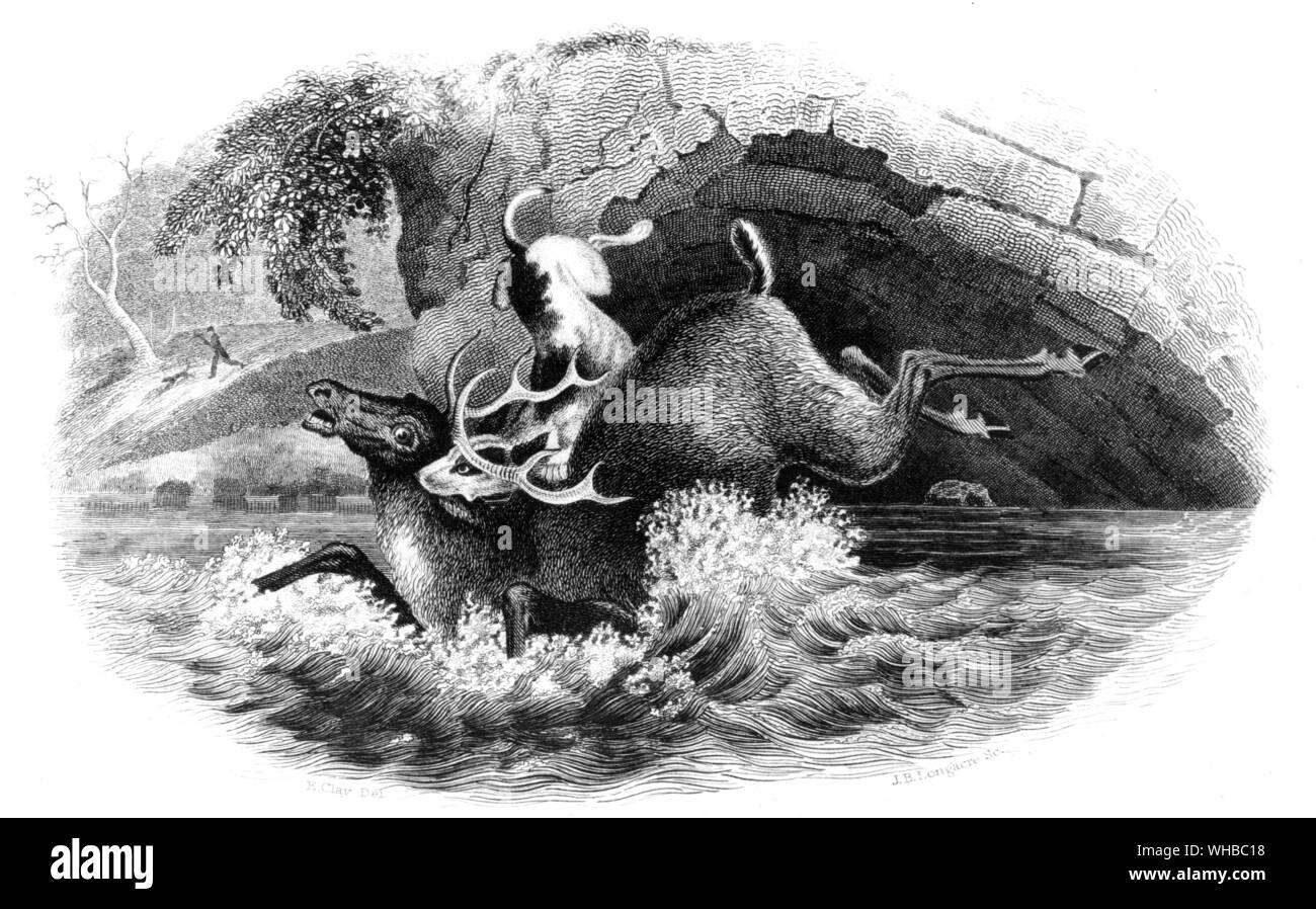 Cerf et chiens par E . d'argile gravée d'American Turf Magazine sportif et s'inscrire vol II 1831 Banque D'Images