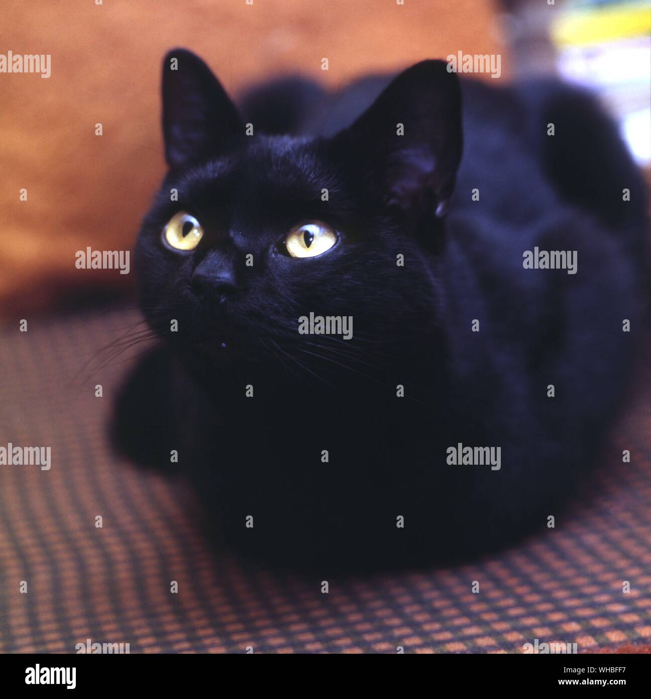 Chat à poil court noir Banque D'Images