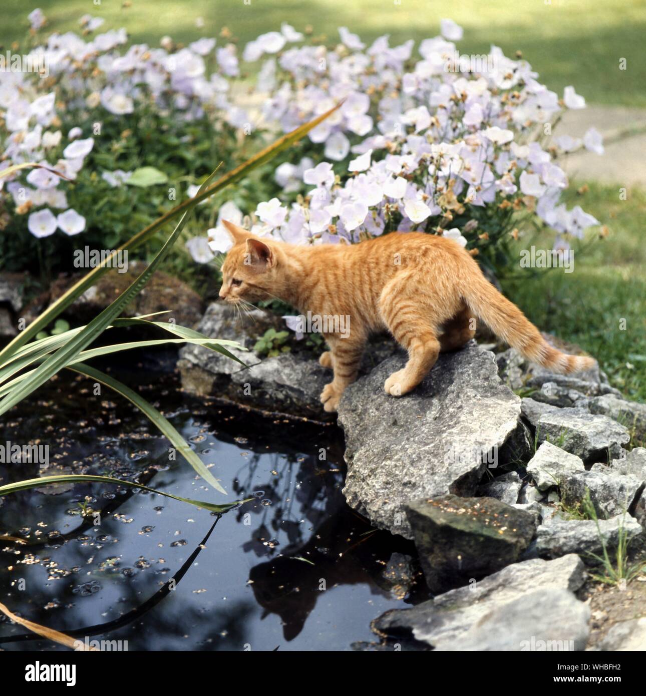 Ginger Tabby Cat Banque D'Images