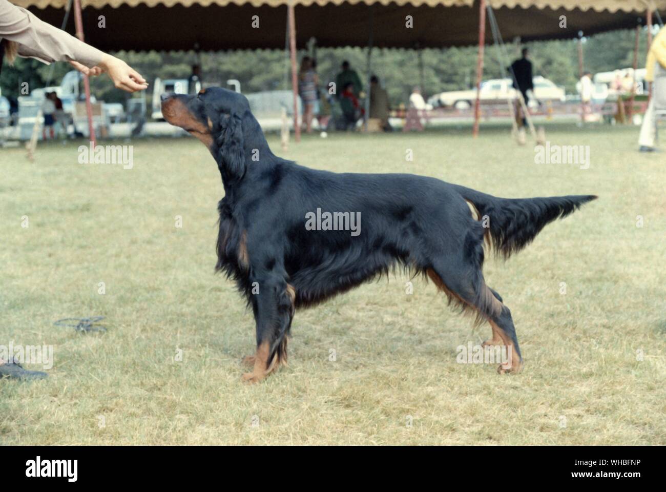 Setter Gordon. Torrance, de chien Champion Ellicott Banque D'Images