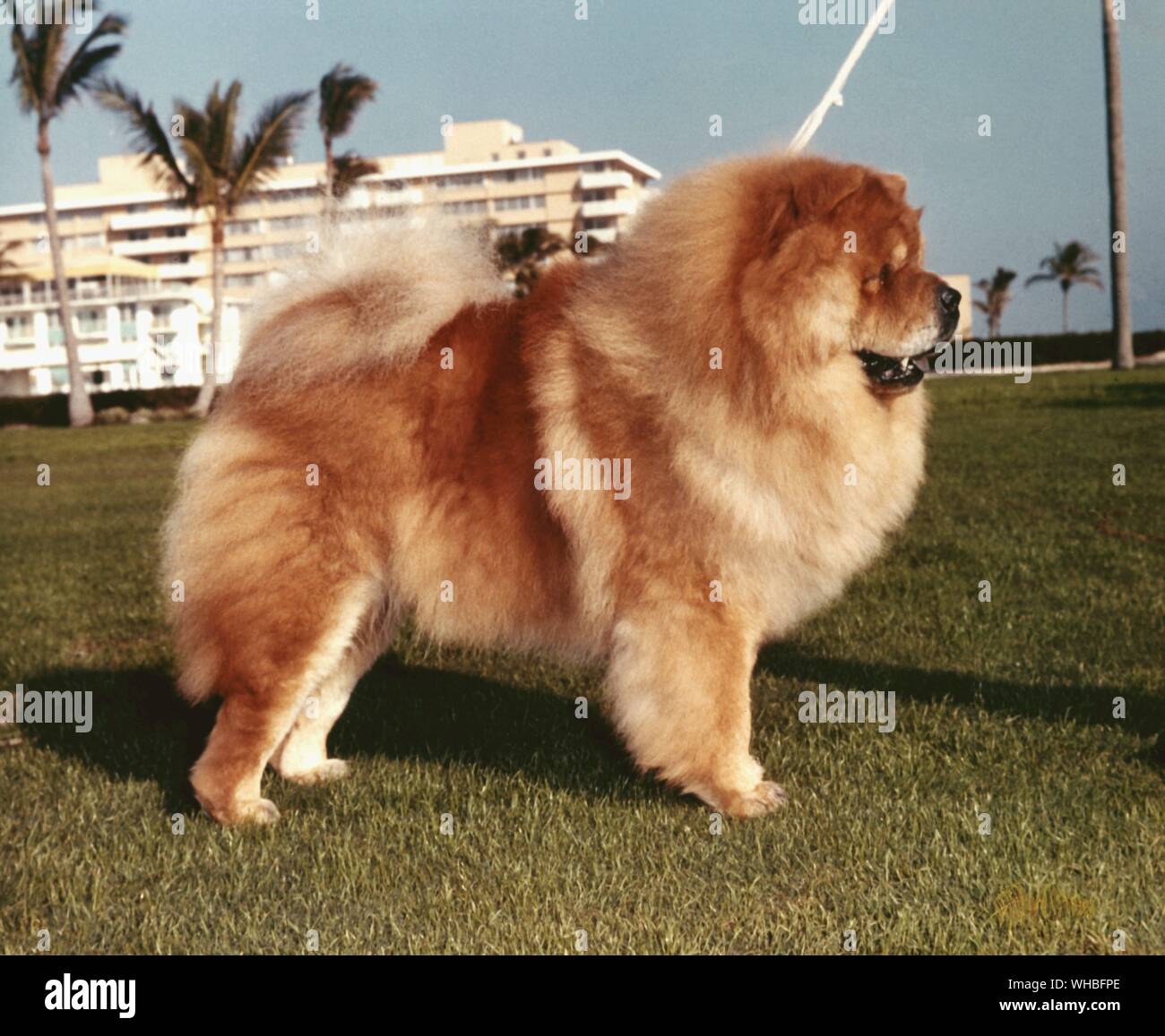 Chow Chow, ou chow, est une race de chien originaire de Chine Banque D'Images
