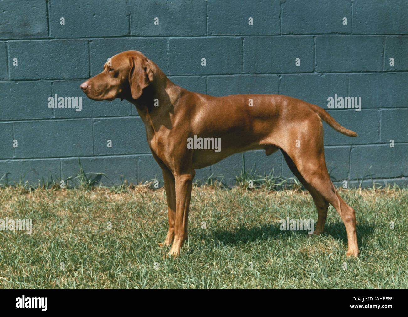 Hungarian Vizsla devint Banque D'Images