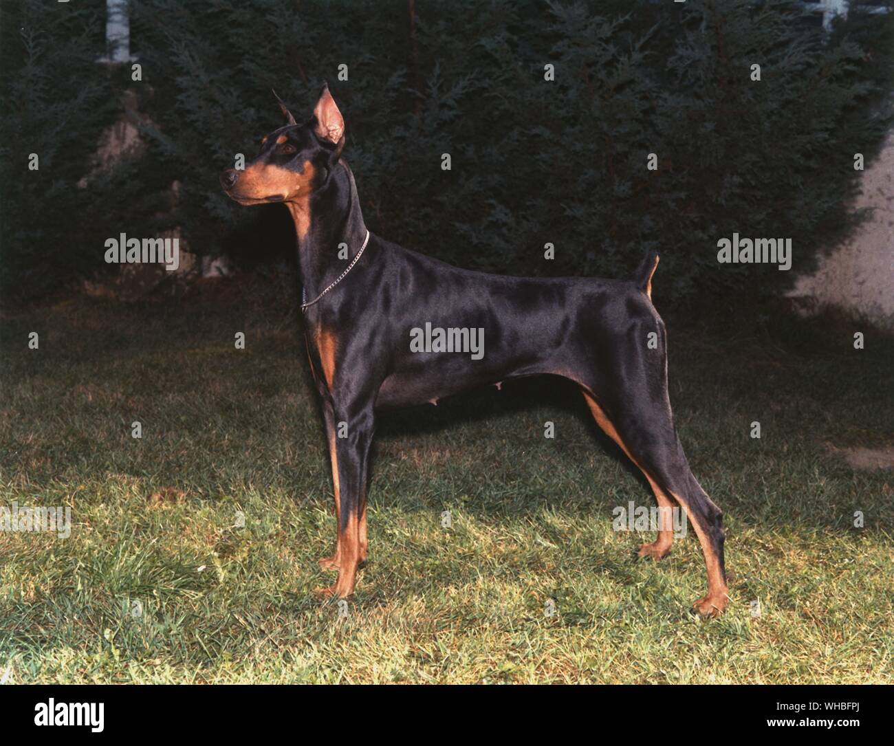 Dobermann Banque D'Images