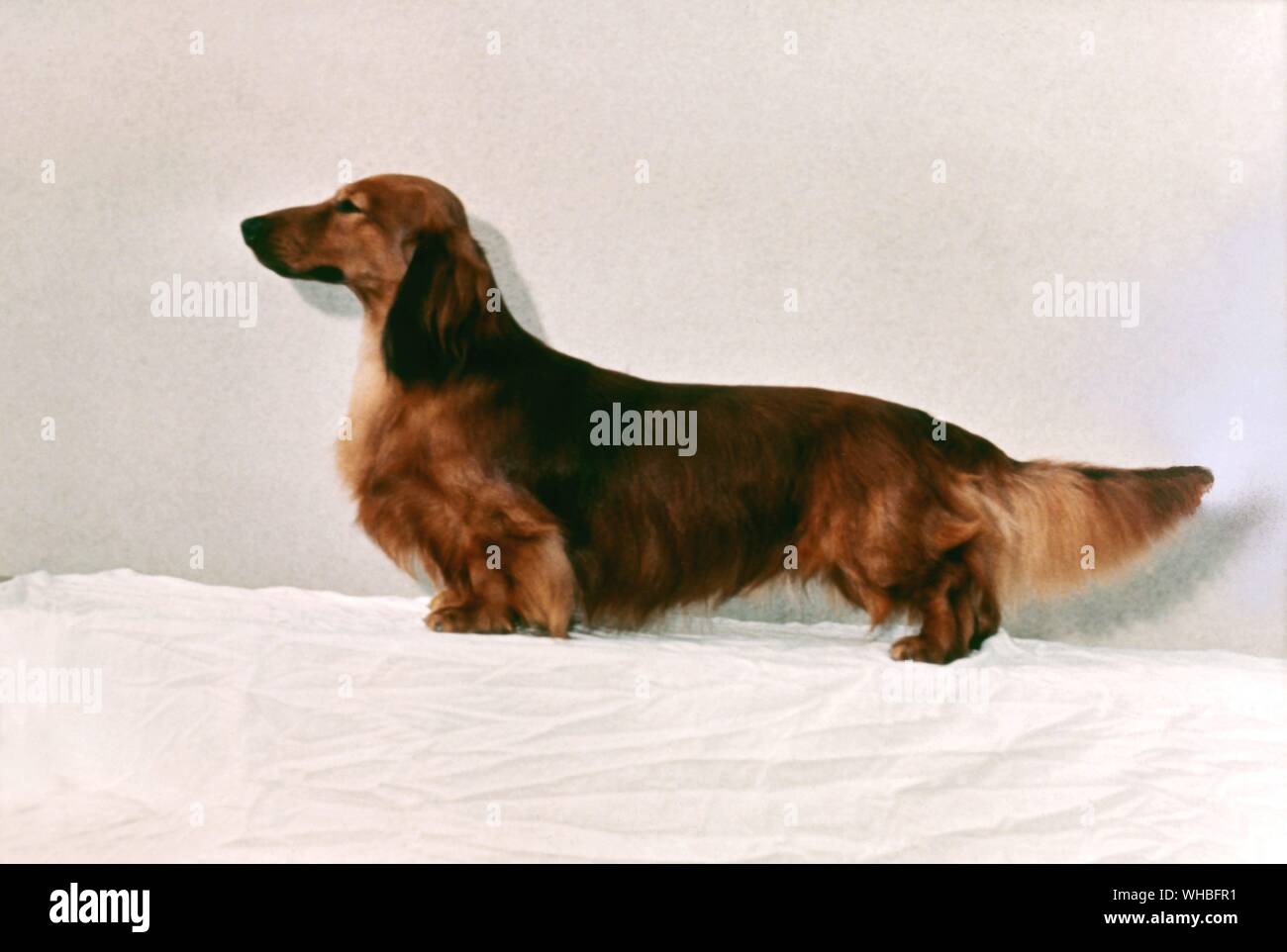 Daschund aux cheveux longs Banque D'Images