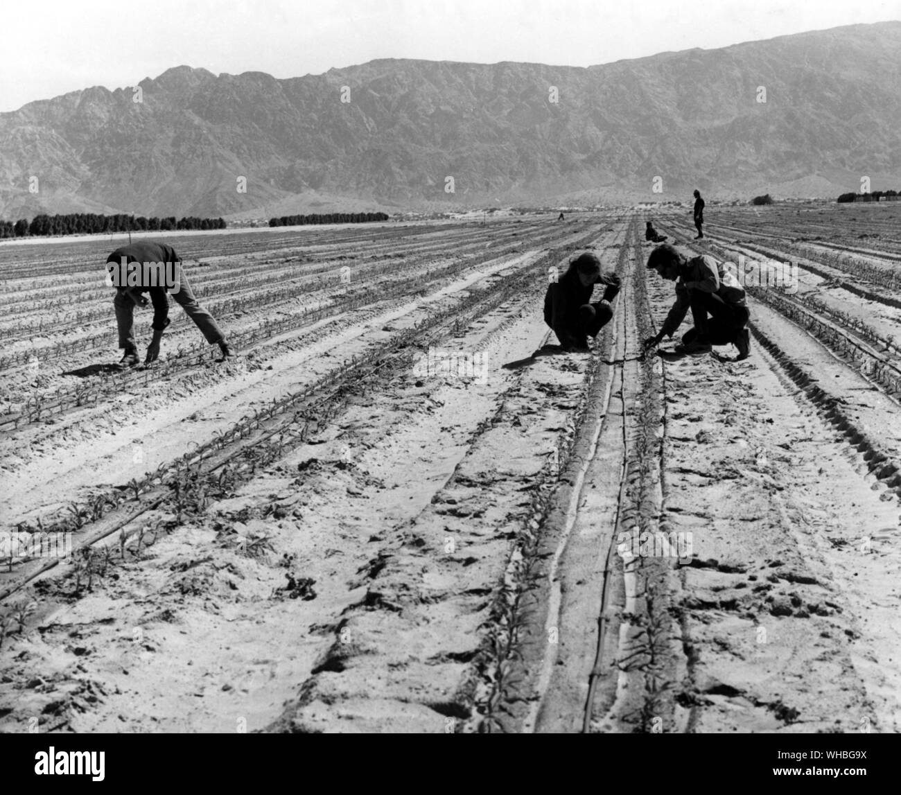 Le désherbage du maïs sur Kibbutz Yotvata , Arava , Israël Banque D'Images