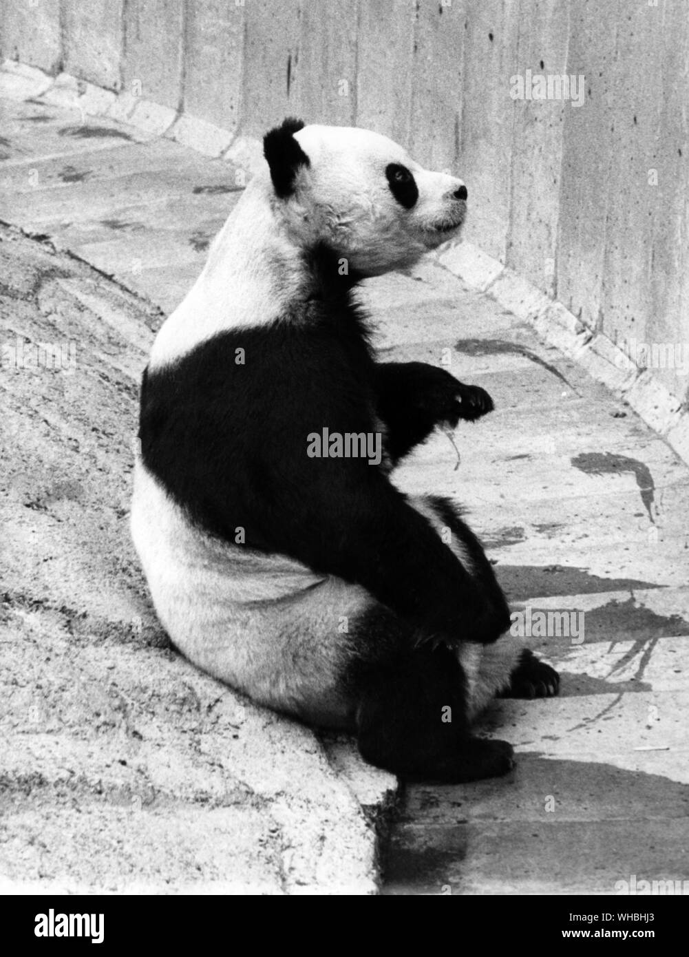 Panda Banque D'Images