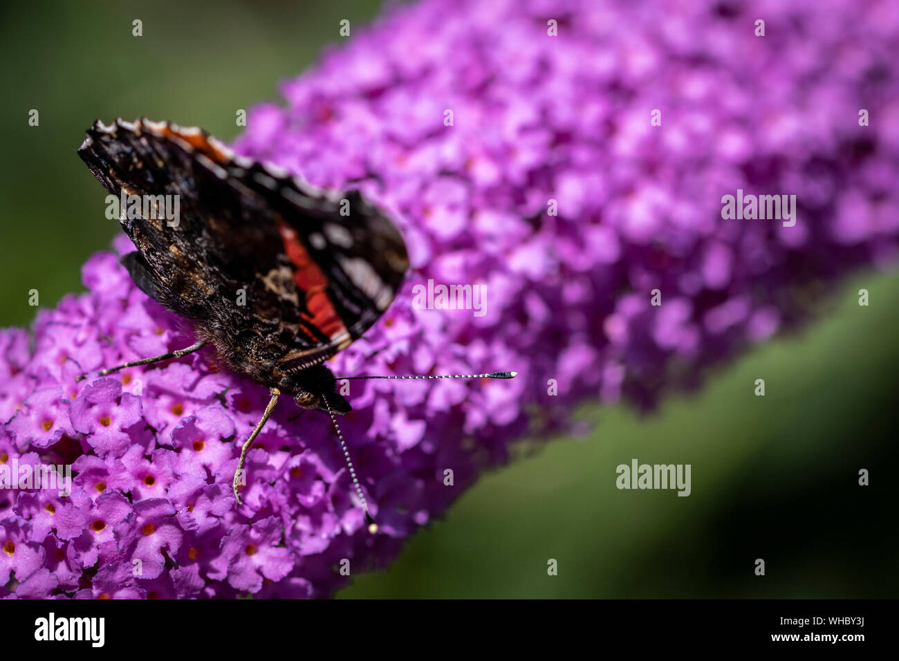 Le portrait d'une atalanta papillon avec ses ailes de papillon fermé sur une branche bush couvertes de fleurs violettes. Le papillon est scientifiquement calle Banque D'Images
